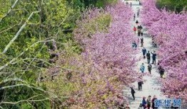 樱花校园最新版大爆料,独家爆料带你领略青春风采